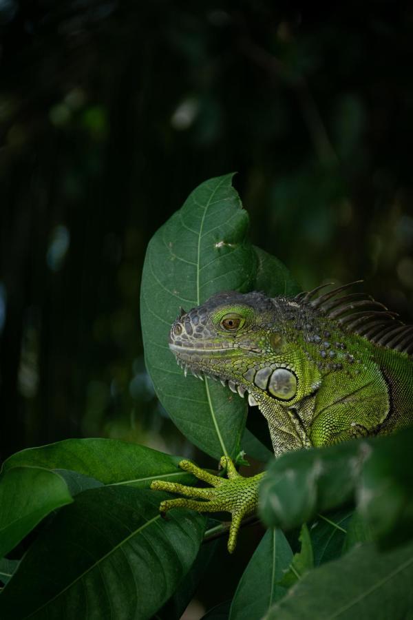 Cabanas Hostal & Camping Magic Bacalar Eksteriør bilde